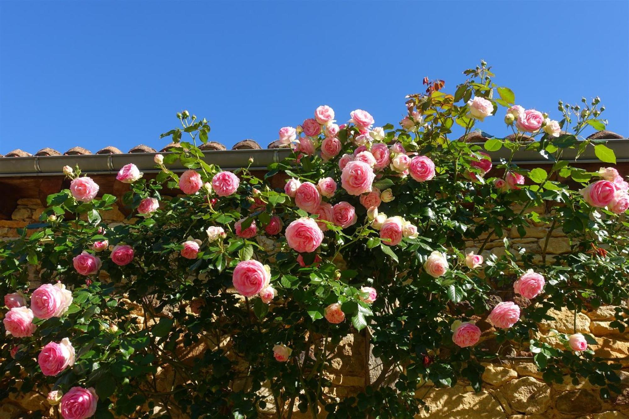 Les Vauries Domaine De Cournet Haut, A 17Th Century Property Set On A Calm, Idyllic Domain With Pool, Tennis, Bikes And More מראה חיצוני תמונה